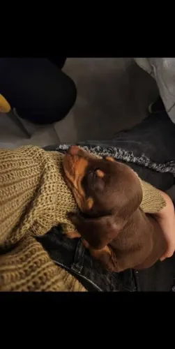 Dachshund - Filhotes para Quem Já se Encantou pela Raça
