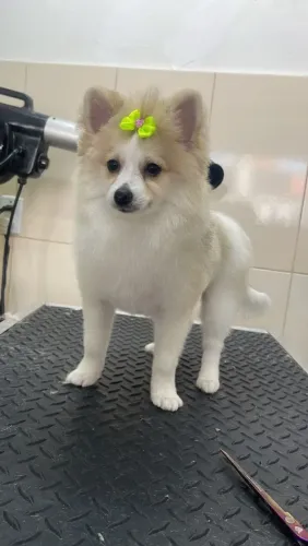 Lulu da Pomerânia