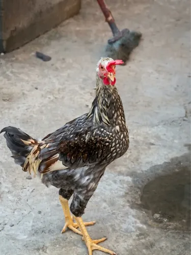 Frangos a venda