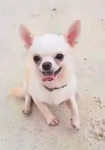 Chihuahua micro adulto 