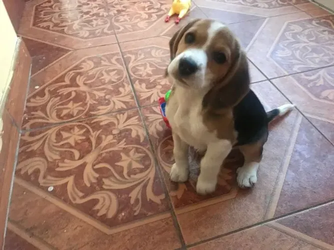 Filhote de Beagle Que Vai Trazer Mais Diversão Para Sua Família