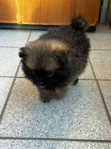 Spitz alemão,50 dias