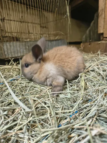 Filhotes mini lop