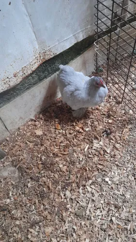 Galinha mini cochim.