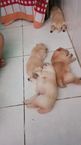 Filhote de Chow Chow 