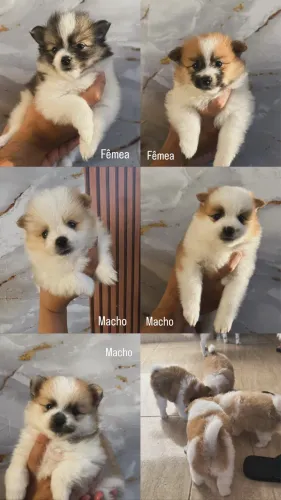 Vende-se Lulu da Pomerânia