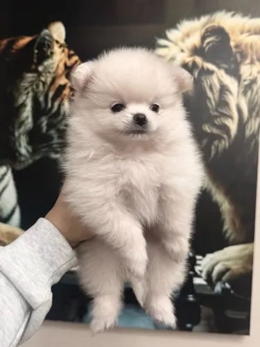 Filhotes Spitz Alemão Fêmea - Lulu da Pomeranea