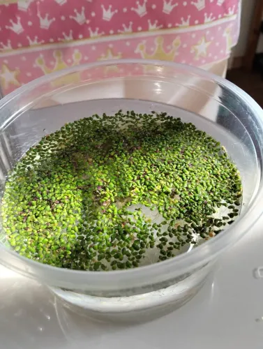 200 Lentilha d'água