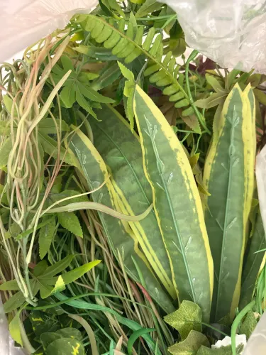 Plantas ornamentais permanentes