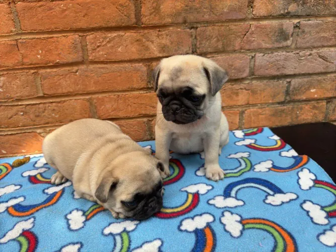 Filhote Pug, prontos para encher sua vida de alegria!