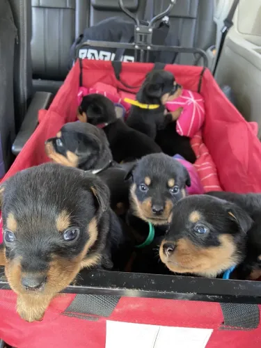 Rottweiler filhote