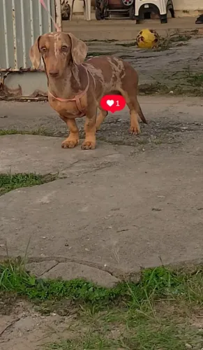 Salsicha MACHO disponível pra cruza 