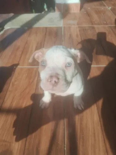 Américan bully