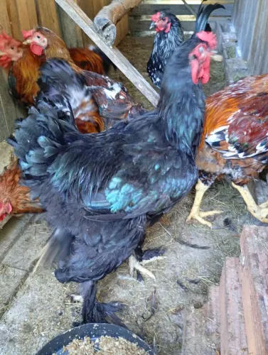 Galo Brahma Black