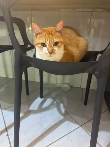 Doa-se gatinha