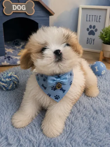 Lindíssimo shih tzu macho branquinho
