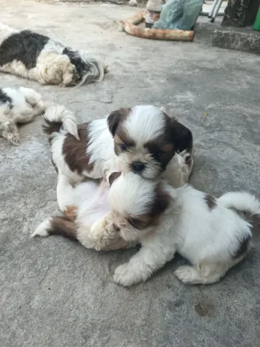Shitzu macho tricolor e uma fêmea duas cores