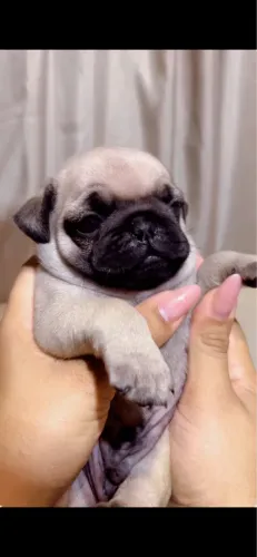 Pug macho 1.500