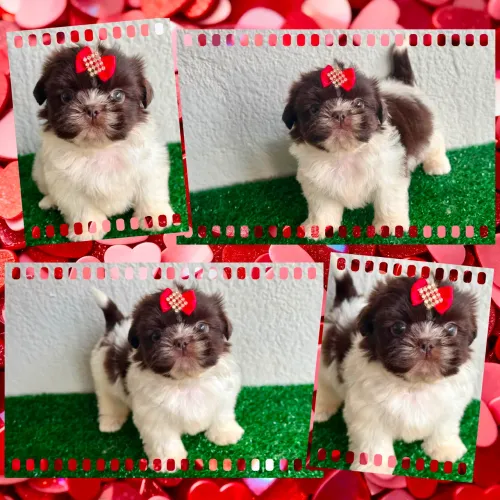 Shihtzu linhagem chocolate fêmea e macho !!!
