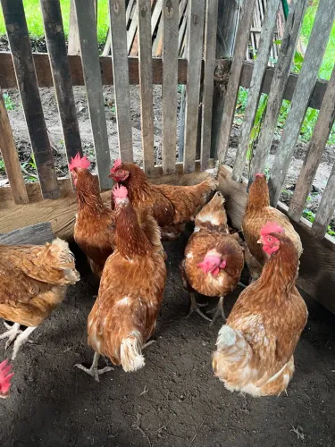 GALINHAS POEDEIRA RODIA