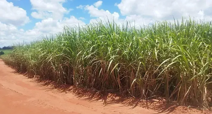 CANA - Área Rural 40,60 Alqueires