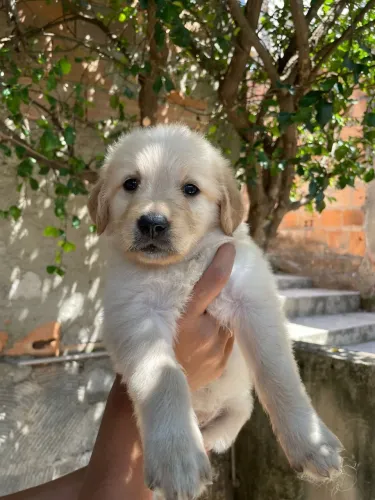 Filhote de golden retriever