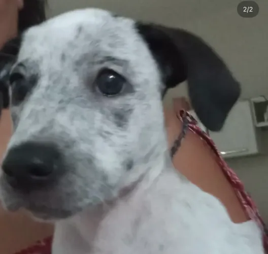 Doação vira-lata 6 meses femea branco com preto