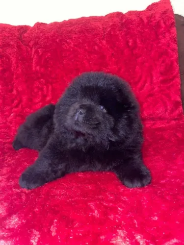 Quer um Chow Chow lindo? Me chama no WhatsApp e veja os filhotes disponíveis!