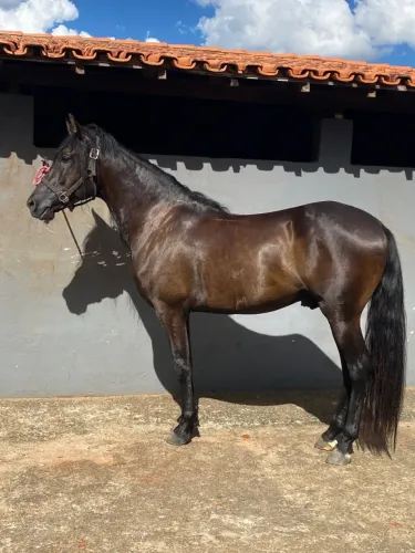 FILHO DO FILE NARCISO MARGALARGA MARCHADOR MARCHA BATIDA REGISTRADO
