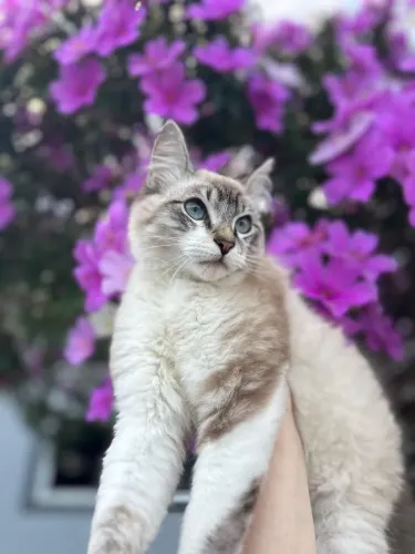 Doa-se gatinho macho 