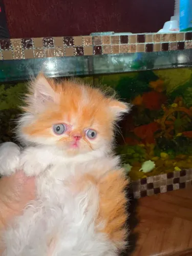 Gatinho Persa macho à venda.