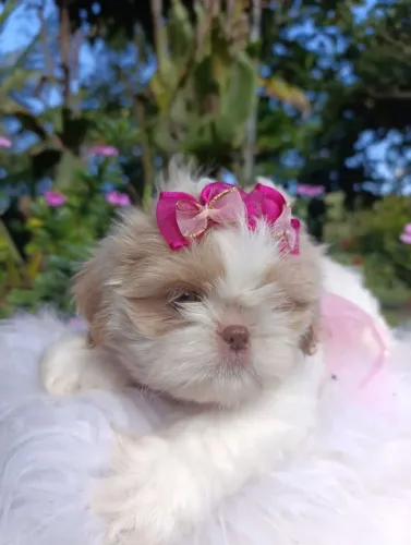 Shihtzu