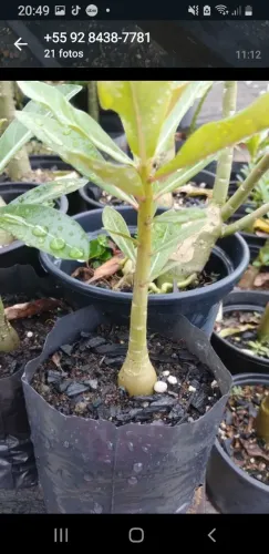 Rosas do deserto de todo preço 