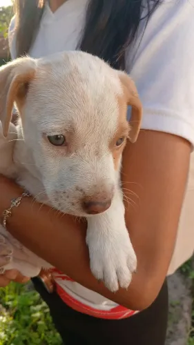 Doando filhote de cachorro fêmea 
