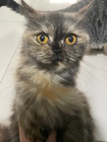 Gata Persa Dócil 