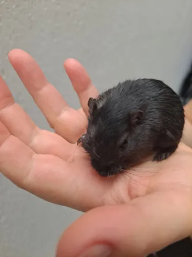 Esquilo da Mongolia Gerbil Slate
