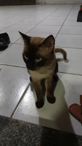 Doacao de gato