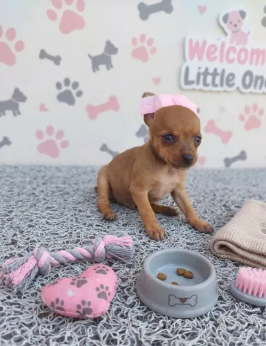 Seu amigo fiel de quatro patas 