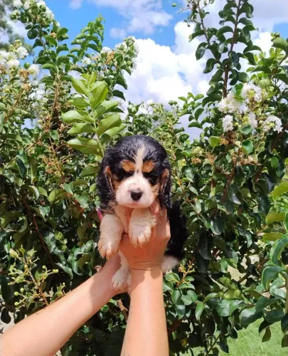Cavalier King¿ Com pedigree