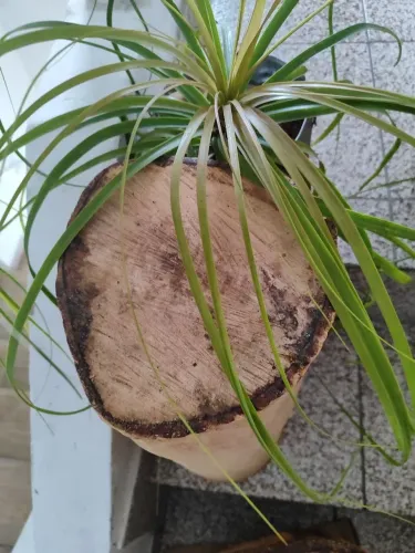 Tronco de árvore 