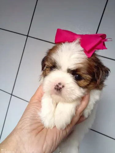 Filhote shih tzu, Seus melhores momentos começarão ao lado de um filhote!