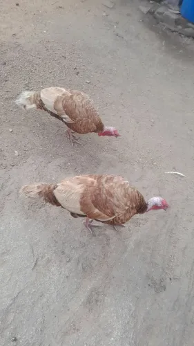 Peru a venda