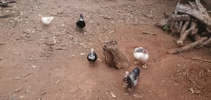 Patos