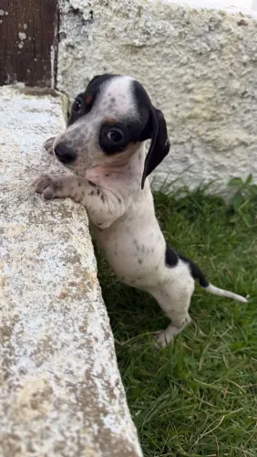 Salsichinha mini