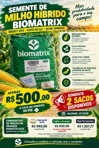 Sementes de milho híbrido para silagem 
