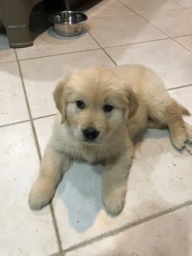 Golden Retriever