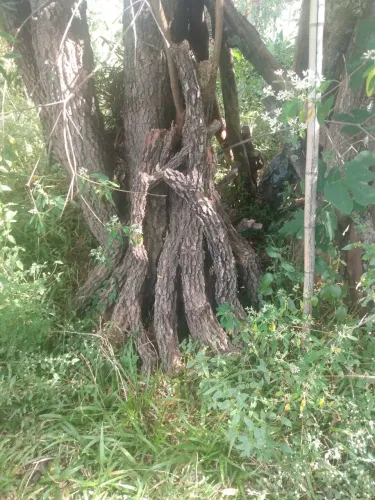 Galhos grandes para terrários