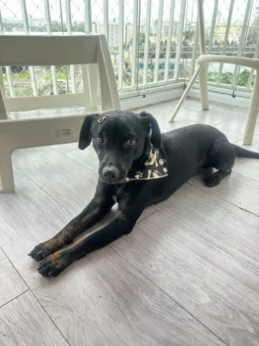 Cachorrinho para adoção super dócil
