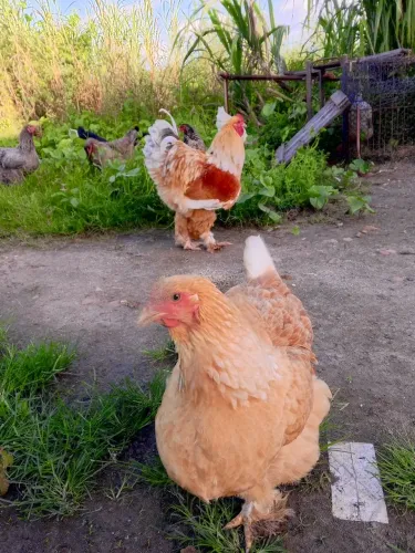Ovos Brahma galados