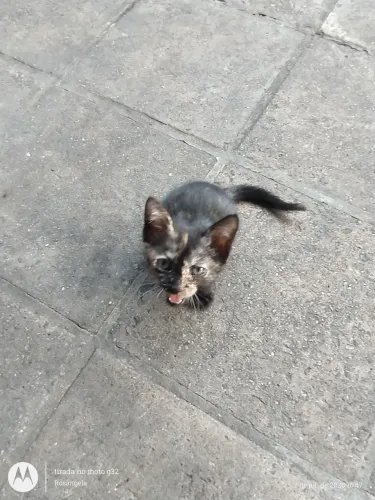 Gatinha fêmea, 2 meses